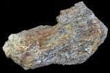 Achelousaurus Bone Fragment - Montana #71308-1